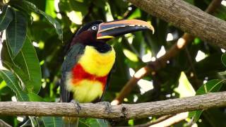 ARAÇARICASTANHO PTEROGLOSSUS CASTANOTIS CHESTNUTEARED ARACARI TUKANI Ave exótica [upl. by Greene]