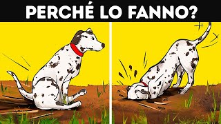 Cosa Significano Questi 19 Strani Comportamenti Del Tuo Cane [upl. by Hembree]