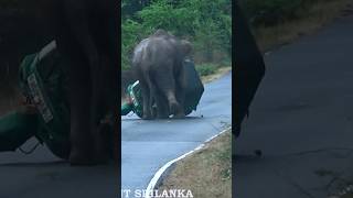 The threewheeler overturned near the wild elephant and people fell to the groundshortvideoshorts [upl. by Herzen577]