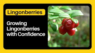 Growing Lingonberries with Confidence Growing and Caring for Lingonberries [upl. by Zorina97]