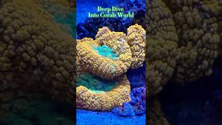 Deep dive into corals world corals reeftank marine saltwater shorts viralvideo youtubeshorts [upl. by Shih970]