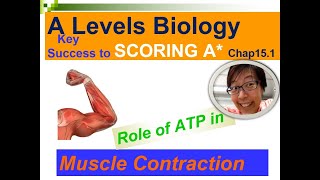 ATP Role in Muscle Contraction  A Level Biology Key Success to Scoring A  151 [upl. by Swor]