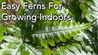 Easy Care House Plants 6 Easy Ferns to grow Indoors  Care Fertiliser and Growing Tips [upl. by Refotsirhc43]