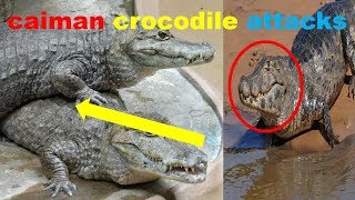 caiman crocodile attacks 2018 [upl. by Dleifrag]