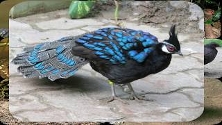 Palawan Peacock Pheasant Documentary Part 1 Endemic to Palawan [upl. by Inahpets]