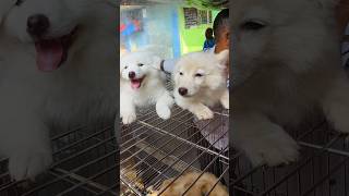 Labrador and Spitz for Sale  Watch Until the End  Kolkata Pet Market  Affordable Puppy Market [upl. by Chlo658]