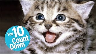 Top 10 Domesticated Cat Breeds [upl. by Voletta]