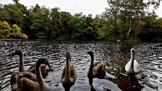 Clumber Park in October  National Trust  Worksop Nottinghamshire [upl. by Adlei]