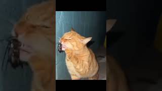 Cat Vs Insect  Funny cats shorts [upl. by Juli]