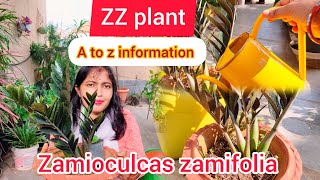 All you need to know about Zamioculcas Zamiifolia ZZ Plant odisha gardening odiagardening 2024 [upl. by Uamak418]