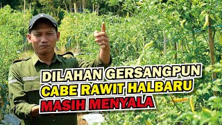 cabai rawit dengan hasil melimpah meski dilahan gersang [upl. by Enylrac]