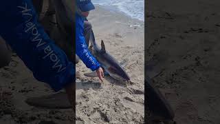 Thresher shark shore fishing in Namibia  fishing catchandrelease shark [upl. by Jeramie]