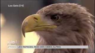 ANIMAUX  Le fauconnier et les rapaces dans les Alpes [upl. by Nishom]