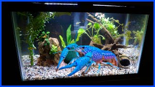 Buying A Rare BLUE LOBSTER For My Aquarium [upl. by Odnomyar223]