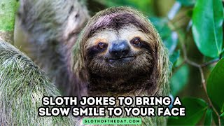 Sloth Joke To Bring a Slow Smile to Your Face [upl. by Gniw580]