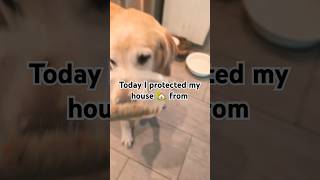 😉 🏠🐿️🚶🏼🐈🚚IM A PROTECTOR AND IM PROUDdogdog shorts goldenretrieversclub [upl. by Yecam]