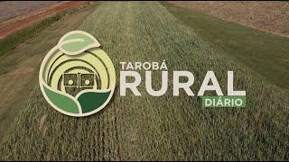 TAROBA RURAL DIARIO 25 04 23 [upl. by Eddy]