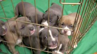 Pitbull Puppies growling and barking [upl. by Ander87]