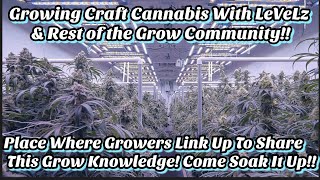 Growing Craft Cannabis With LeVeLz amp Rest of the GrOw CoMMuNiTy Share What Works In Ur Gardens [upl. by Aydni]