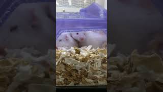 Pet Mice in Petco 2024 [upl. by Anitneuq]