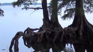 Reelfoot Lake TN [upl. by Aural]