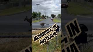 Kangaroos Really Do Just Hop Down Our Streets Australia thisweekinaustralia roo kangaroo [upl. by Claudia112]