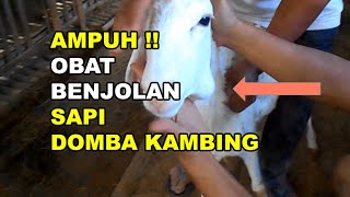 GTPI 130 Apa obat Benjolan di Kepala Leher Badan Domba Kambing Sapi Abscess Treatment [upl. by Rehtul]