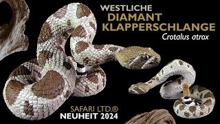 Safari Ltd ® Westliche Diamant Klapperschlange  Crotalus atrix  Western Diamondback Rattlesnake [upl. by Ainorev778]