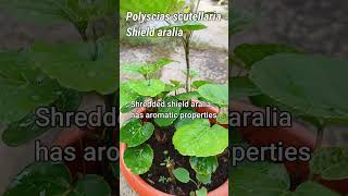 How do you grow Polyscias Scutellaria  shorts [upl. by Cynthie]