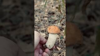 Підосичник козарик Boletus aurantiacus mushroom ліс nature природа mushroomforest [upl. by Crompton423]