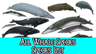 All Whale Species  Species List [upl. by Nylauqcaj]