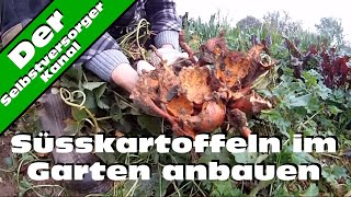 Süsskartoffeln im Garten anbauen [upl. by Aliuqa]