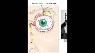 5 Lacrimal apparatus I [upl. by Halsey14]