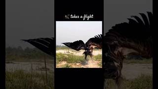 Majestic Takeoff Himalayan Vulture in Flight  Photography shorts youtubeshorts birds nature [upl. by Anaderol]