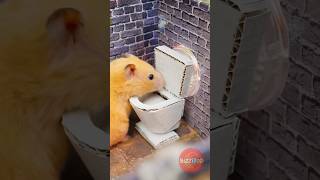 Hamster The Ultimate Maze Adventure DIY Hacks for Pets [upl. by Orsini]