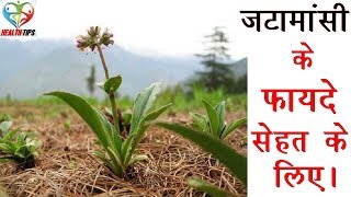 जटामांसी के फायदे – Jatamansi Spikenard Benefits in Hindi [upl. by Goran]