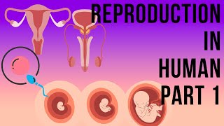 HUMAN REPRODUCTION II FOR NEET II BIOLOGY BY RITU II RITUS CONCEPT HUB [upl. by Gerrard]