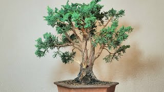 Bonsai Juniper  Juniperus chinensis Blaauw [upl. by Renita984]