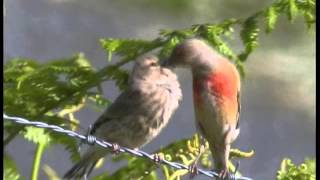 Les Oiseaux de Corrèze N°2Les oiseaux familiers mais discrets [upl. by Wons]