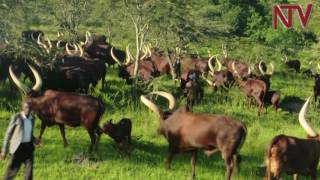 On The Farm Tips on getting the best out of Ankole cattle [upl. by Scholem]