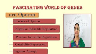 ara operonStructure of OperonNegative RegulationPositive Regulationcatabolite repressionRegulon [upl. by Crespi846]