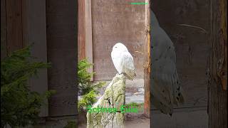 Owl on Alps Switzerland travel switzerland alps hike animals tiere vogel [upl. by Sula835]