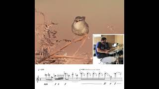 SONG of the Eurasian Wren quotZaunkönigquot performed on DRUMS [upl. by Ysdnyl]