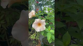 Allamanda Flower Plant Care Grow Stunning Yellow Blooms shorts youtubeshorts garden flowers [upl. by Turnheim]