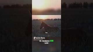 El Fascinante Sueño de los Caballos Belleza Única caballos sueñoanimal curiosidades [upl. by Nybor302]