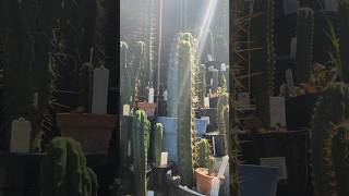 Trichocereus collection out in the sun trichocereus cactus plants cacti garden cactusplant [upl. by Neevan]