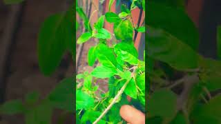 Gale s tulsi ki Mala Mt utarnajai tulsi maa ytshorts video viral [upl. by Hannahoj368]