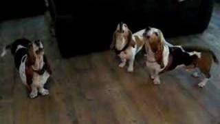 Basset hound concerto [upl. by Elletnahc]