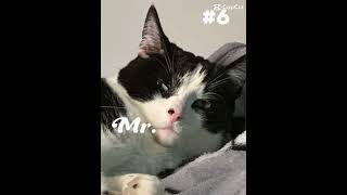 Top 10 goodie woobies foryou trending cat [upl. by Elletsirhc]