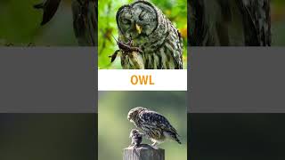 Owl facts in malayalam amazingfactsmalayalam facts [upl. by Salim528]